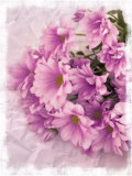 Still Life Photograph  Chrysanthemum Flowers