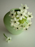 Still Life Photograph  a Green Vase with Ornithogalum Flowers