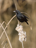 Red Winged Blackbird