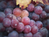 Close-Up of Zinfandel Wine Grapes