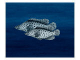 Two Grouper Swim the Seas