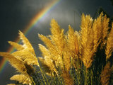 Pampas Grass and Rainbow  Sedona  Arizona  USA