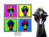 Staring Emus