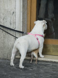 Big Dog with Little Dog Underneath it in Rome  Italy Outside of a Bakery
