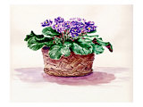 Purple African Violet in Basket