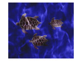 Seaturtle in Deep Blue Water