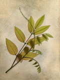 Three Wisteria Leaves