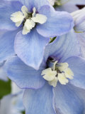 Delpinium Flowers
