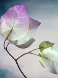 Still Life of Flowers