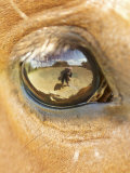 Horse Eye
