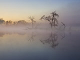Misty Lake Scene with Trees