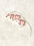 Still Life of Flowers