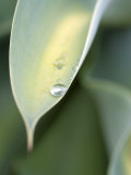 Water Drop on Leaf of Agave Attenuata  Prince Albert  Western Cape  South Africa