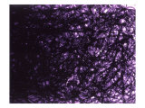 Abstract Image in Black and Purple
