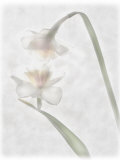 Still Life of Flowers