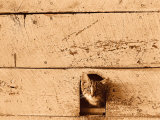 Kitten Sticking it's Head Out of Hole in the Wall