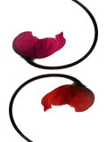 Circling Poppy Flowers