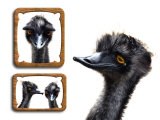 Emu Memories