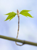 Sugar Maple Leaf Bud Opening
