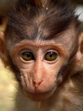 Baby Monkey
