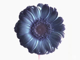 De-Saturated Flower