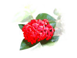 Flower on Leaf