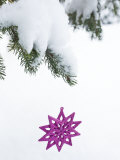 Pink Star Christmas Ornament Hanging Off Pine Branch in Forest  Saratoga Springs New York