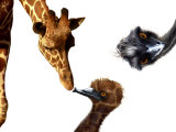 Giraffe  Emu and Offspring