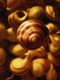 Cluster of Seashells