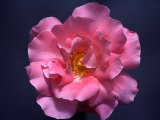 Pink Rose  Close-Up