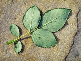 Fallen Rose Leaf with Morning Dewdrops  Lying on Stone Surface