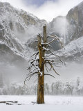 Yosemite Falls  Yosemite National Park  California