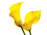 Close-Up of 2 Yellow Lillies on White Background