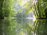 Spreewald Canal Reflection  an Area of Old Canals in Woods
