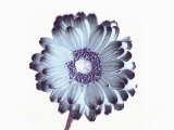 Irridescent Flower