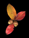 Pear Leaves and Acorns