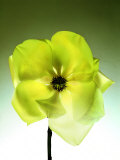 Green Magnolia Blossom