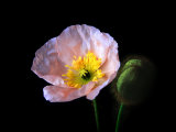 Pink Iceland Poppy Flower and Bud