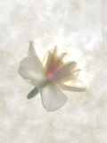 Still Life of a Flower