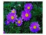 Purple Daisies Aganst Rich Green Leaves