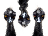 Three Emus