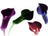 4 Lilies in Neon Colors with White Background