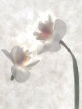 Still Life of Flowers