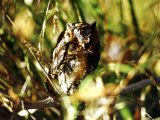 Owl Sedona  Arizona  USA