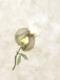 Still Life of a Flower
