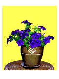 Petunia Against Yellow Background