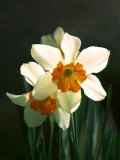 Two White and Orange Daffodils
