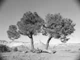 Black and White Image of Two Trees