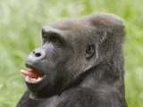 Close-Up of a Gorilla