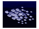 School of Silver Fish